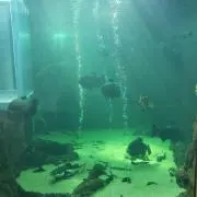 かんの画像