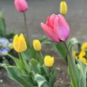 セナの画像
