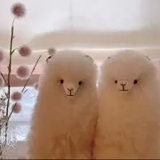 アル＆パカ