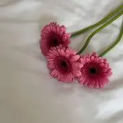こまの画像