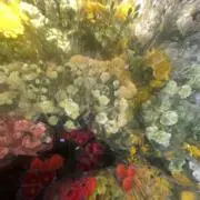 かんの画像