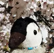 ぺんたんの画像