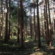 ROMIの画像
