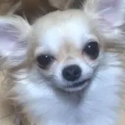 狐葉★身辺整理中！プロフ必読
