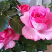 コハル610の画像