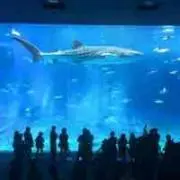 カズ