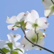 はなみずきの画像