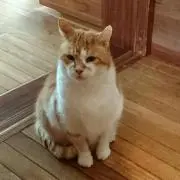 ラムの画像