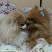 リボン♡プロフ必読