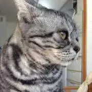 Mimiの画像