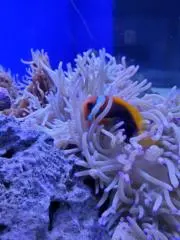 あこの画像