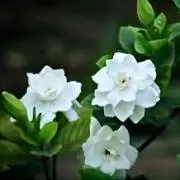 フィオリニ荘の画像