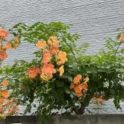 yorumi/プロフ一読お願いしますの画像