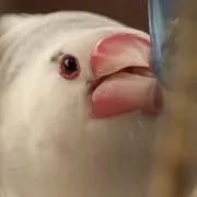 しらたまホワイトの画像