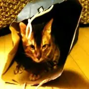 rumrunの画像