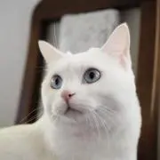 Haruの画像