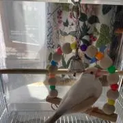 並文鳥の画像