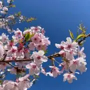 あすみんの画像