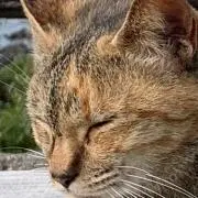 安藤