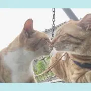 もも
