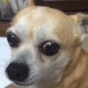 Mayuの画像