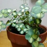 pine♧の画像