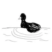 pipuの画像