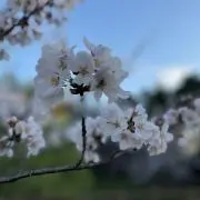 ayayaの画像