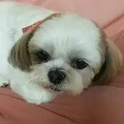 こまき