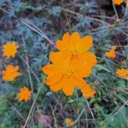 ちょこ　評価をよろしくお願いします。の画像