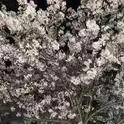 桜アクセサリの画像