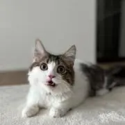 みつぬさん