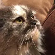 れい