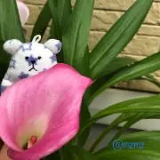 mzmzの画像
