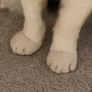 ややまるの画像