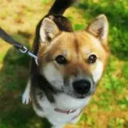 ましまろ