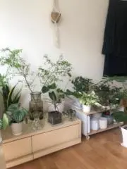 みどりの画像