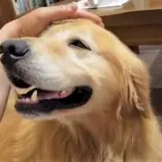 boo