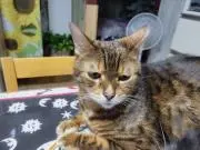 キャット