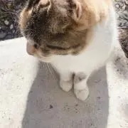 ひな