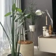 ｒ.の画像
