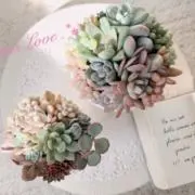 多肉植物 韓国苗 フィレンツェ錦 - メルカリ