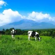 みかんの画像