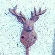 ふぁるこんの画像