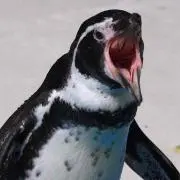 SKKの画像