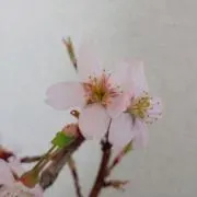 さくらの画像