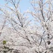 サツキ