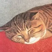 猫の画像
