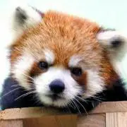 ぱんちゃん