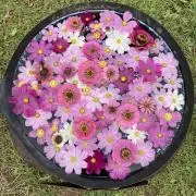 ミィ